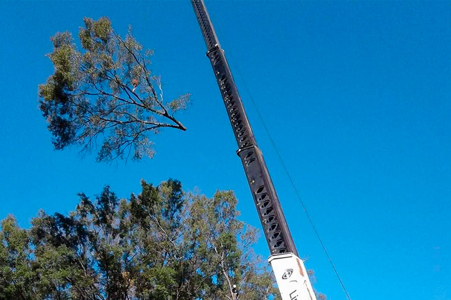 crane-assisted-tree-removal