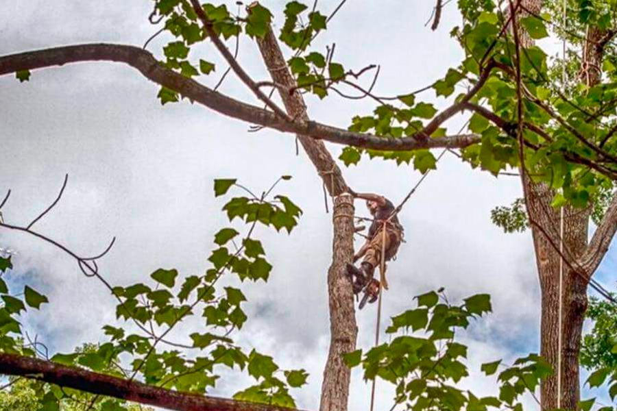 man-from-tree-huggers-doing-his-job