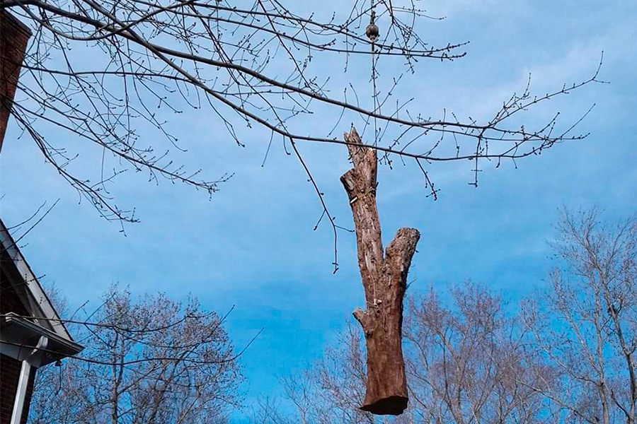 tree-huggers-company